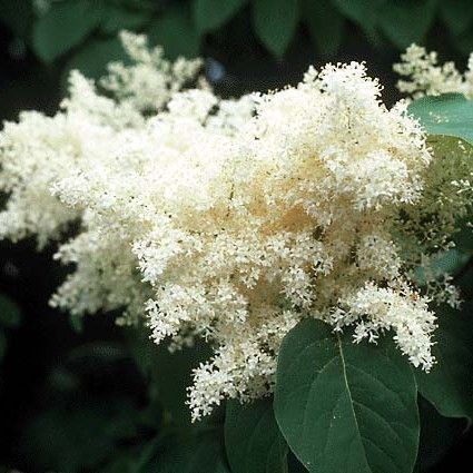 Lilac, Japanese Ivory Silk Tree