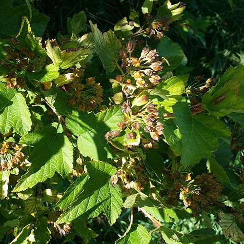 Ninebark, Common