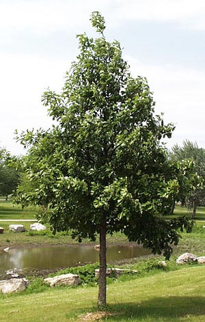 Oak, Swamp White