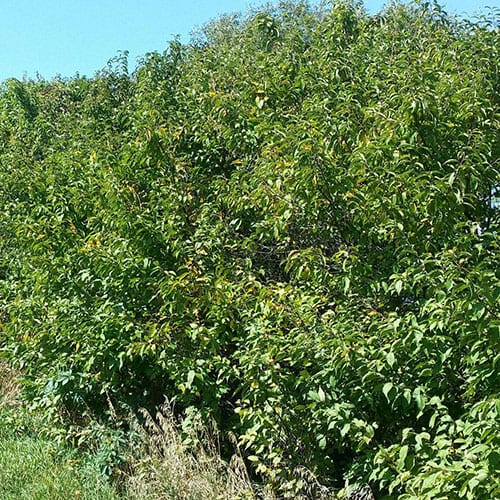 Plum, American