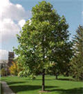 Poplar, Norway 'siouxland'