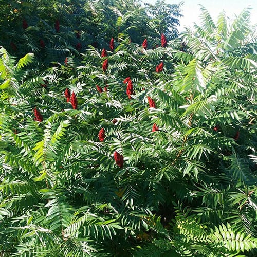 Sumac, Smooth