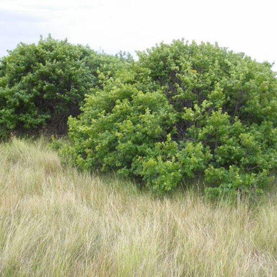 Sumac, Skunkbush