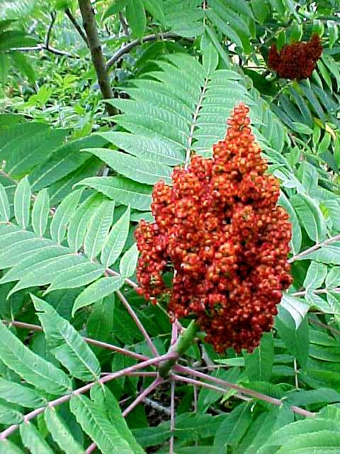 Sumac, Smooth