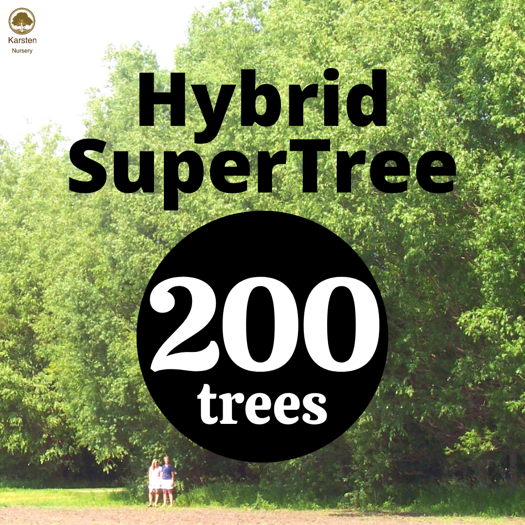 Hybrid SuperTree - 200 image