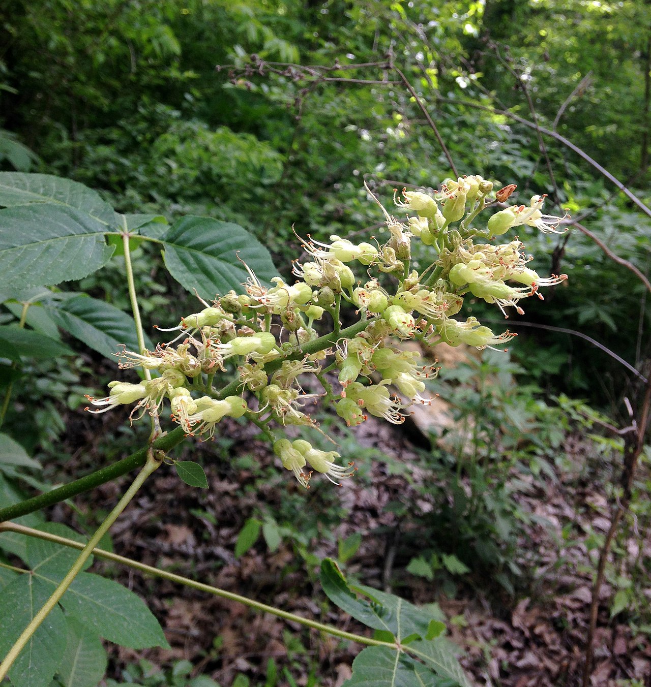 Buckeye, Ohio (25 per bundle)