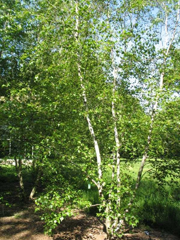 Birch, Whitespire (25 per bundle)