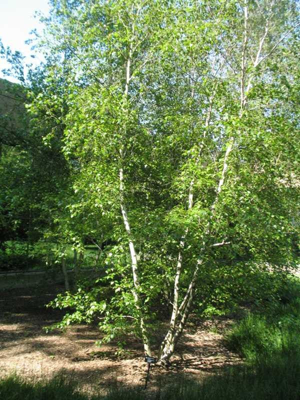 Birch, Whitespire (25 per bundle)