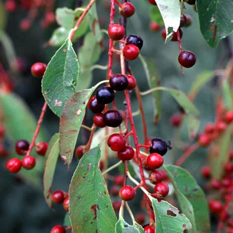 Chokecherry, Common  (25 per bundle)