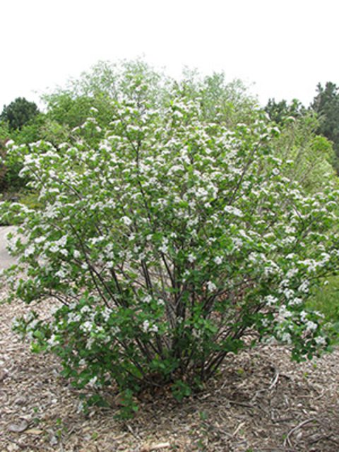 Chokecherry, Common  (25 per bundle)