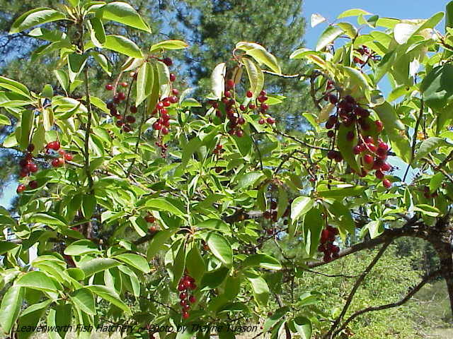 Chokecherry, Common  (25 per bundle)