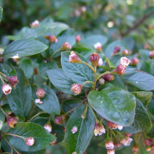 Cotoneaster, Acutifolia (25 per bundle)