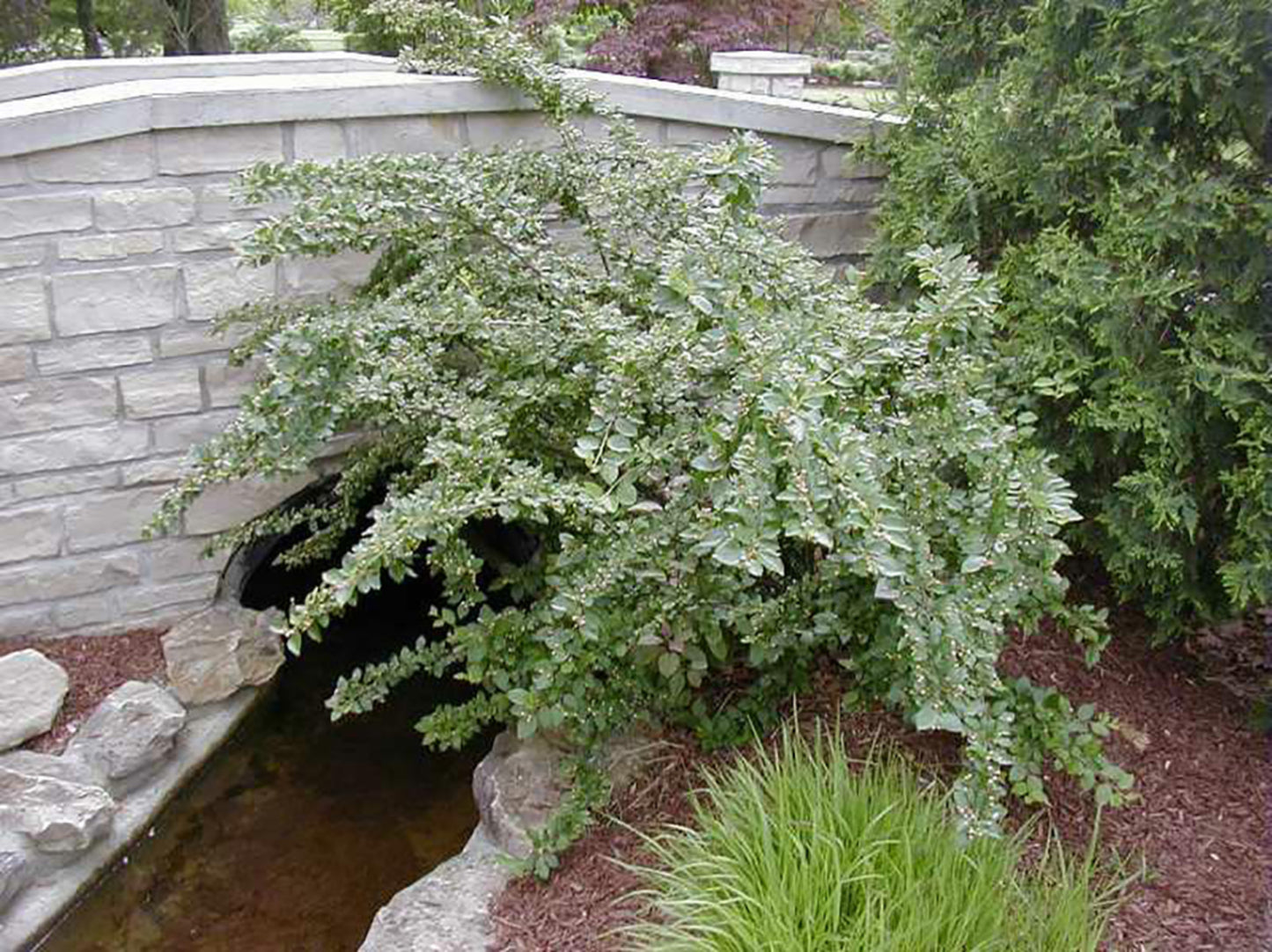 Cotoneaster, Acutifolia (25 per bundle)