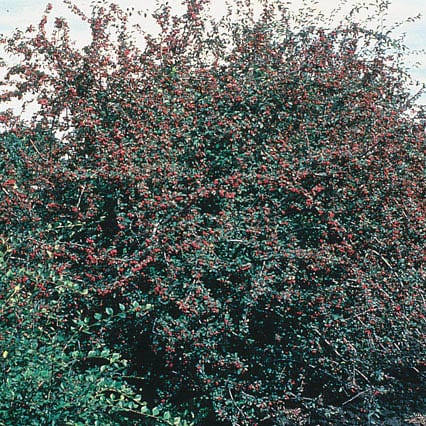 Cotoneaster, Centennial (25 per bundle)