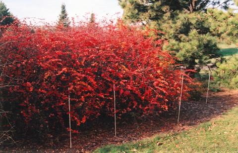 Cotoneaster, Centennial (25 per bundle)