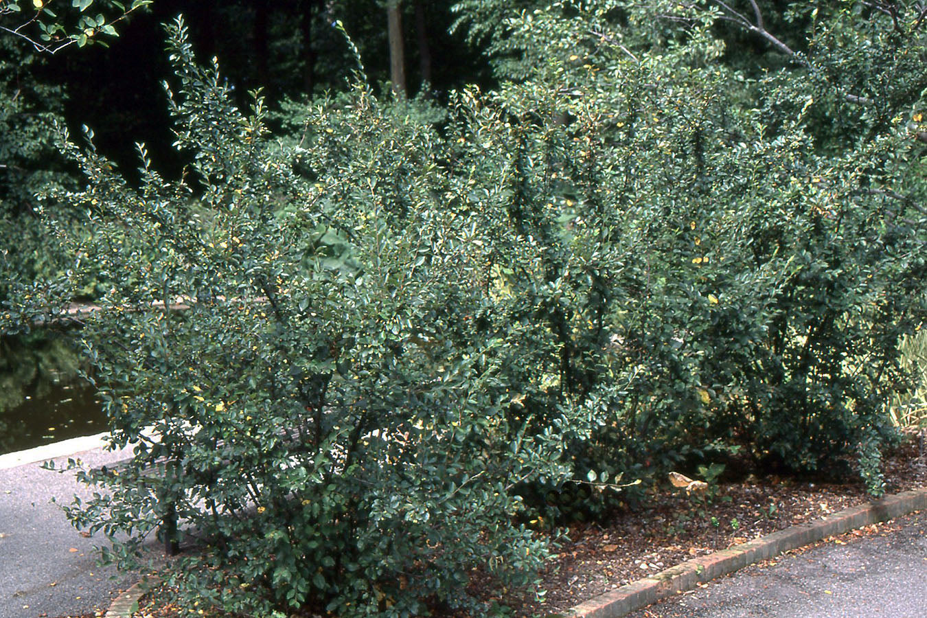 Cotoneaster, Lucidus (25 per bundle)