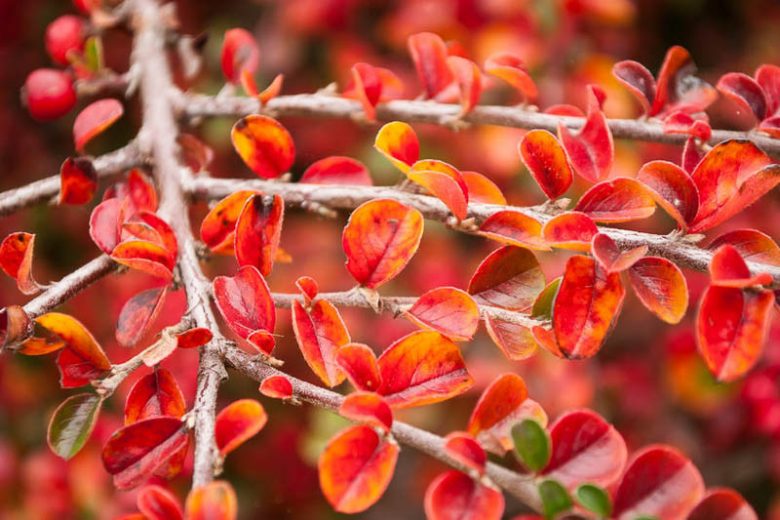 Cotoneaster, Lucidus (25 per bundle)