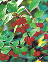 Cotoneaster, Acutifolia (25 per bundle)