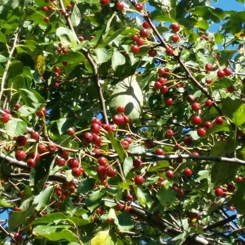 Crabapple, Midwest (25 per bundle)