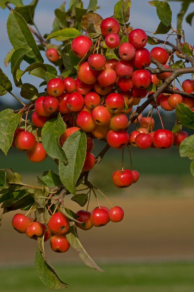 Crabapple, Midwest (25 per bundle)