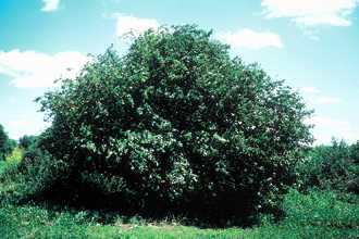 Crabapple, Midwest (25 per bundle)