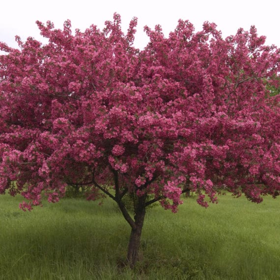 Crabapple, Red Splendor (25 per bundle)