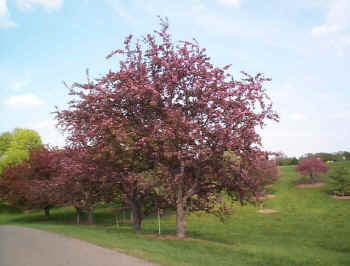 Crabapple, Red Splendor (25 per bundle)