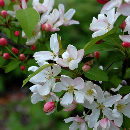 Crabapple, Siberian