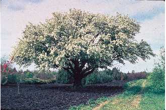 Crabapple, Siberian