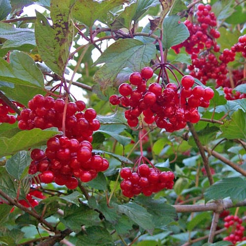 Cranberrybush (25 per bundle)