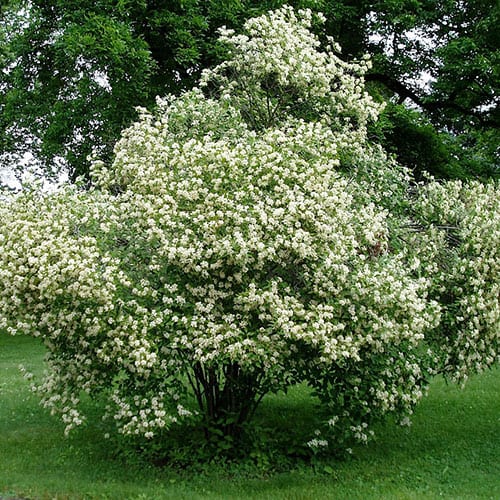 Dogwood, Gray