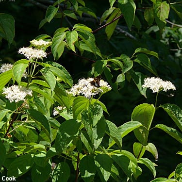 Dogwood, Silky