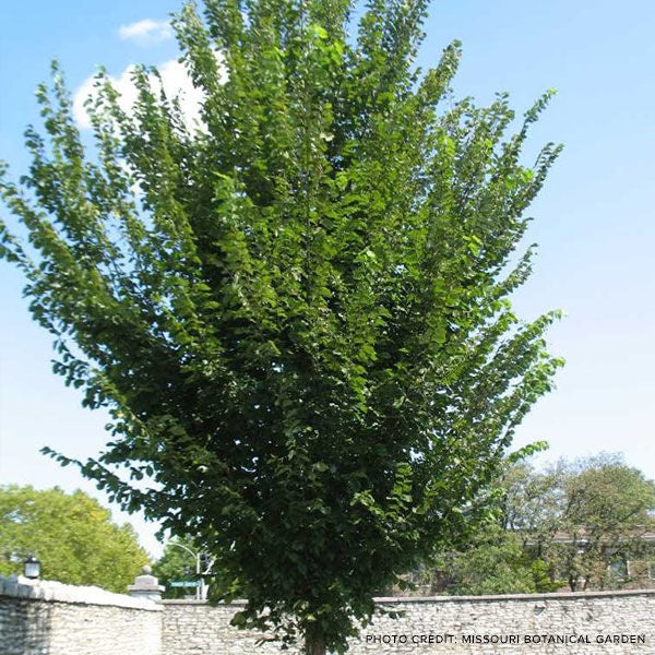 Elm, American "Princeton"