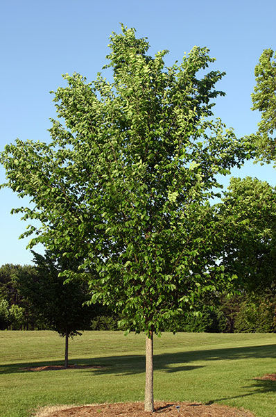 Elm, American "Princeton"