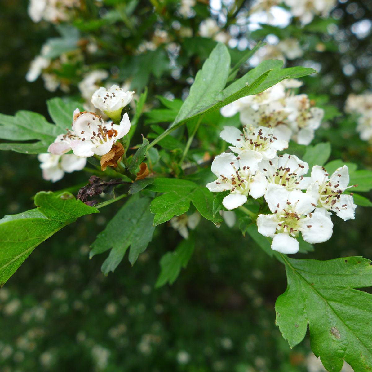 Hawthorn. Washington