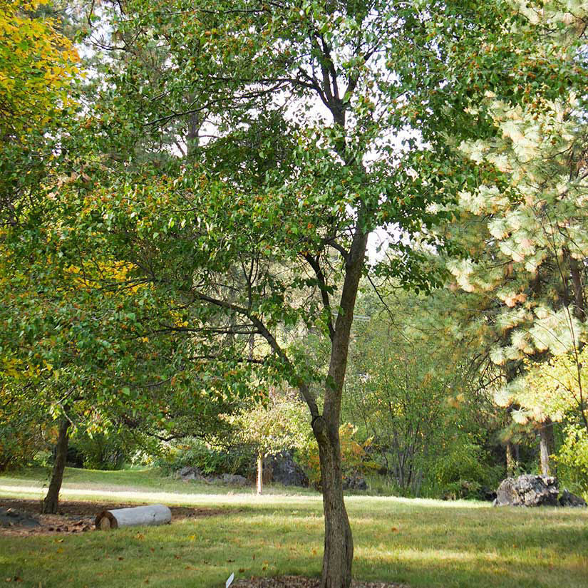 Hawthorn. Washington