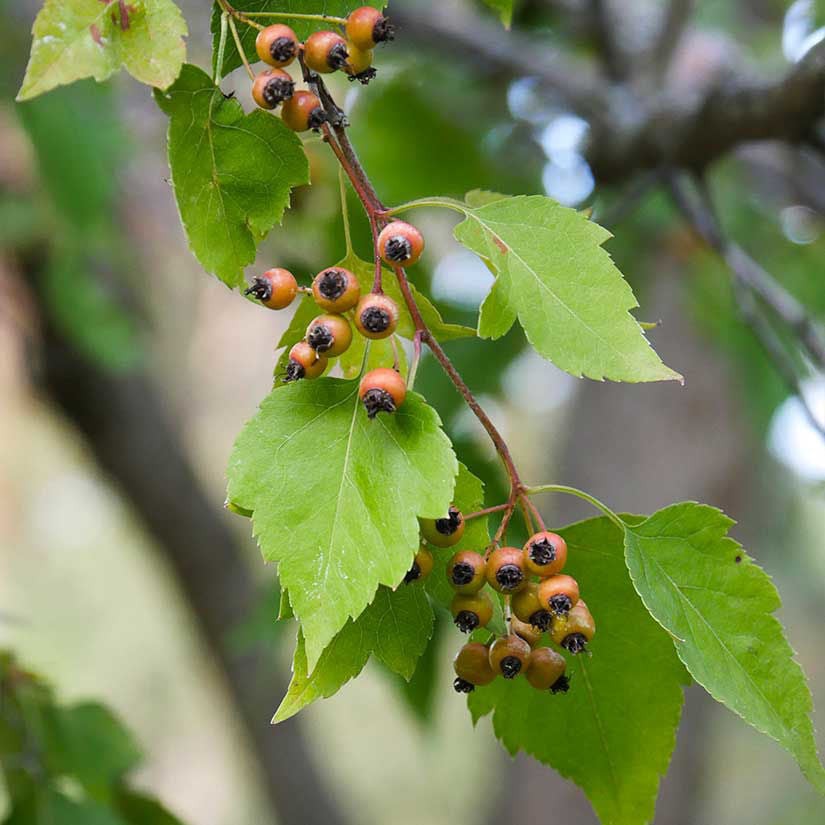 Hawthorn. Washington