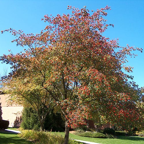 Hawthorn. Washington