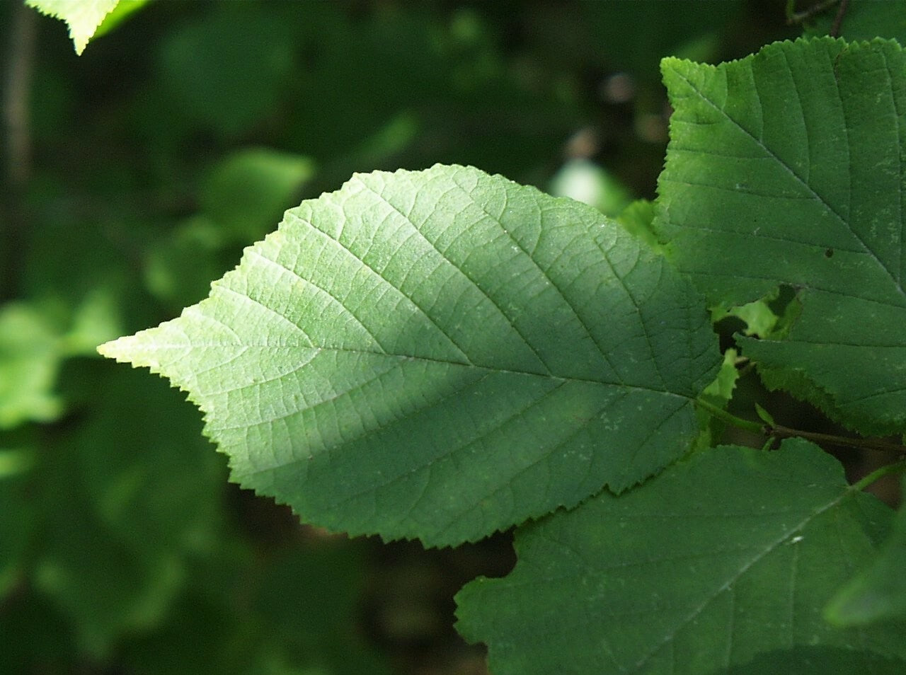 Hazelnut, American