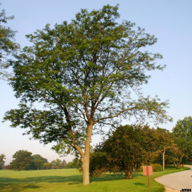 Honeylocust, Thornless