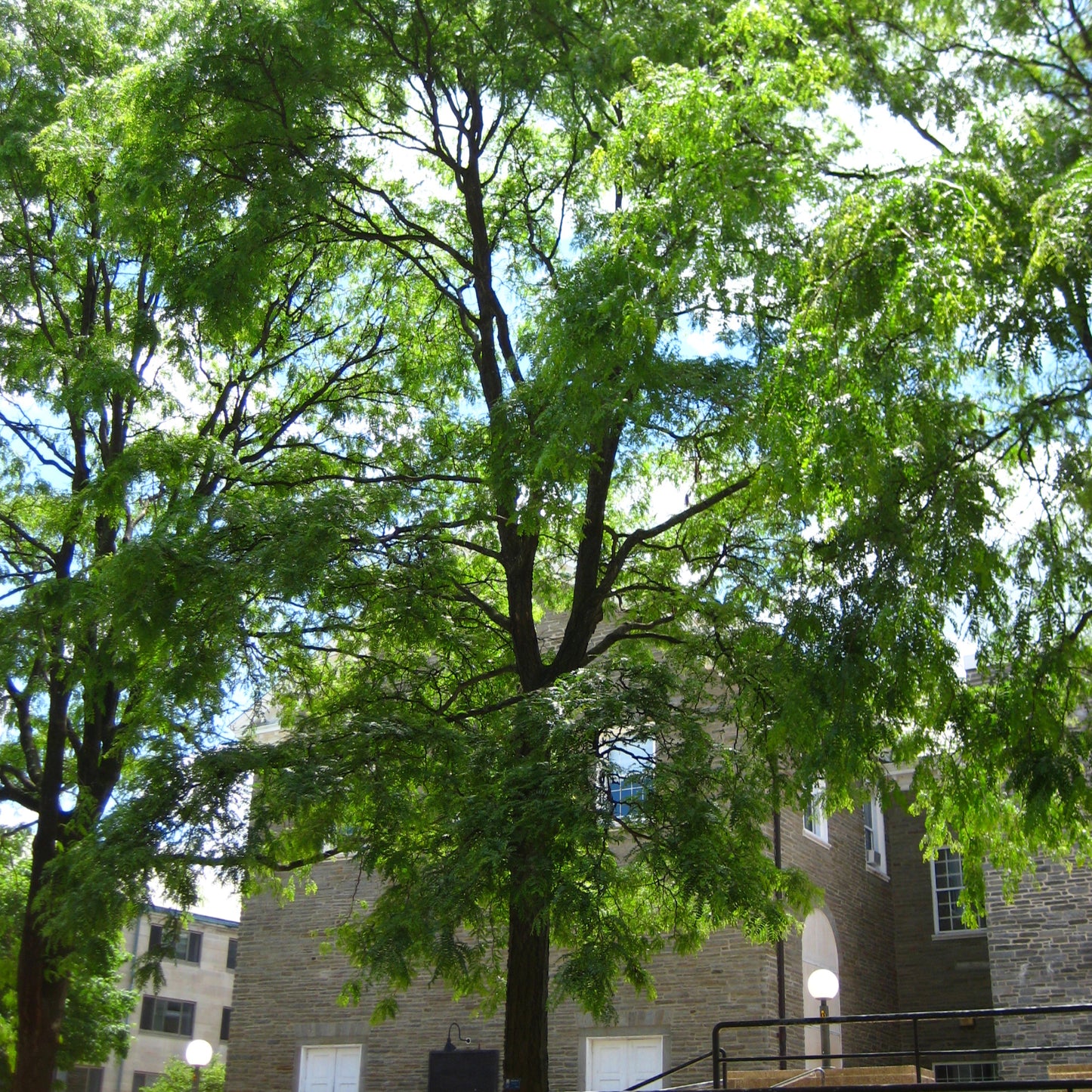 Honeylocust, Thornless