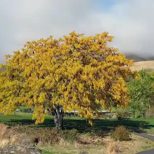 Honeylocust, Thornless