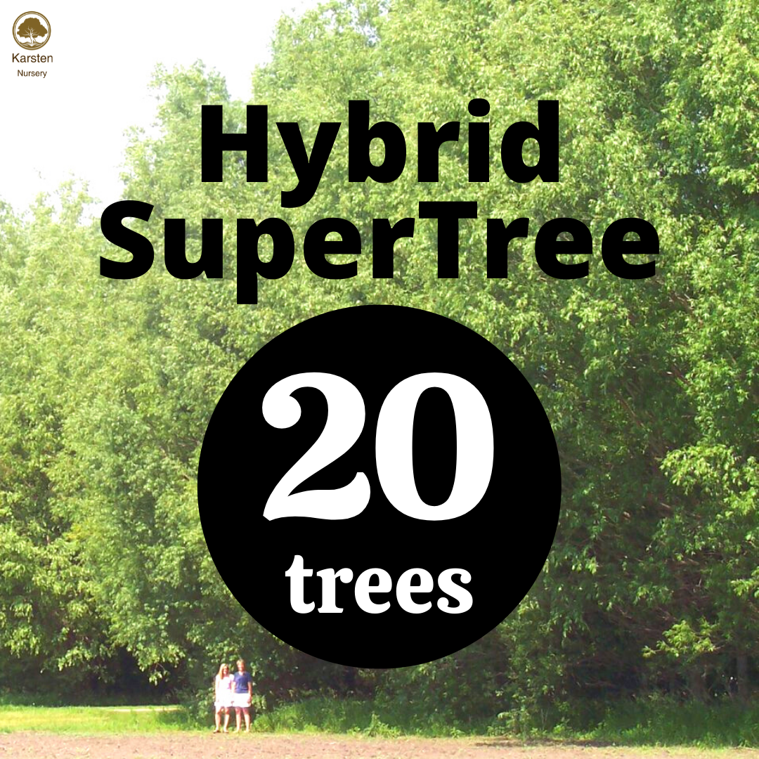 Hybrid SuperTree - 20 image