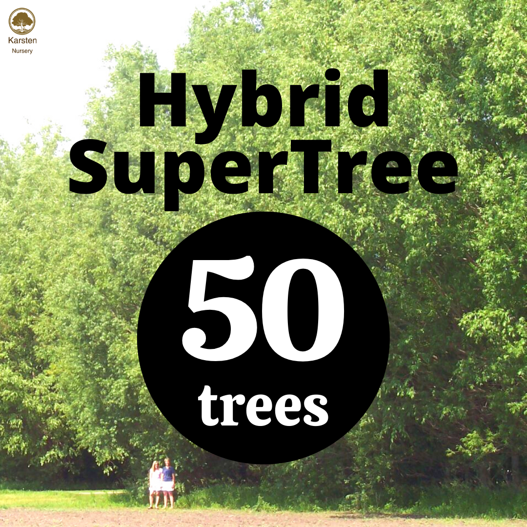 Hybrid SuperTree - 50 image