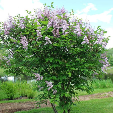 Lilac, Villosa