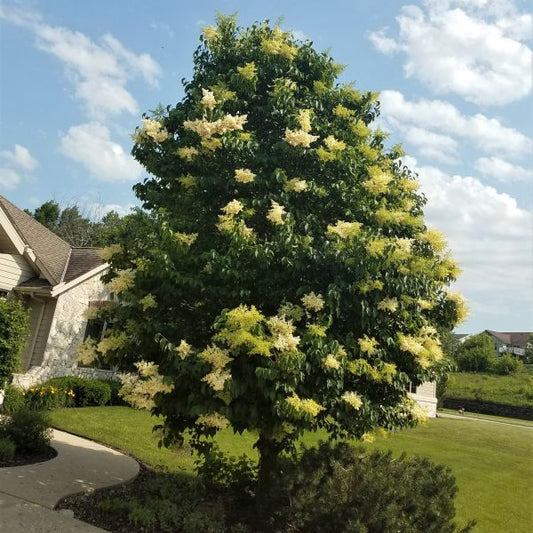 Lilac, Japanese Ivory Silk Tree