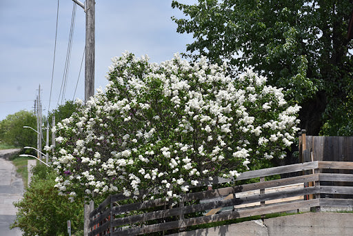 Lilac, White