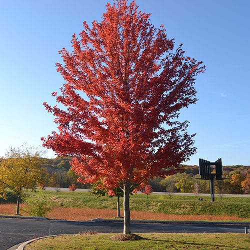 Maple, Autumn Blaze