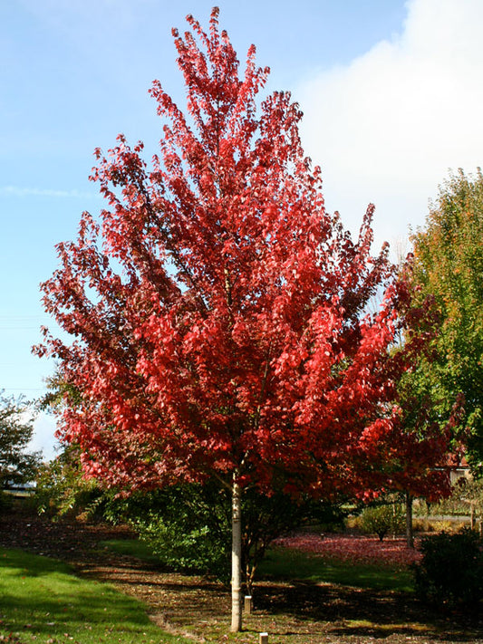 Maple, Rubrum 'BrandyWine'