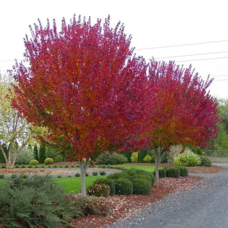 Maple, Rubrum 'Burgundy Belle'